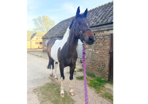 STUNNING RC HORSE