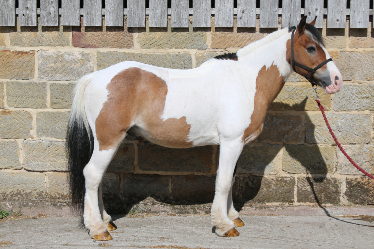 Superstar first pony