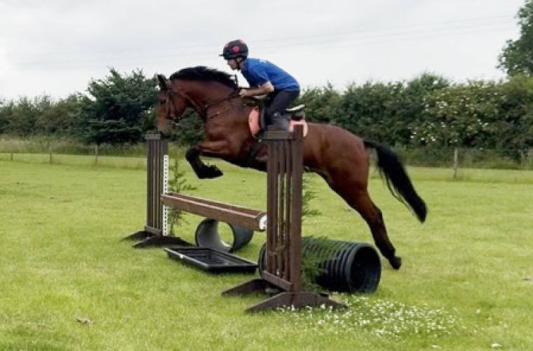 Competition mare