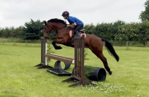 Competition mare
