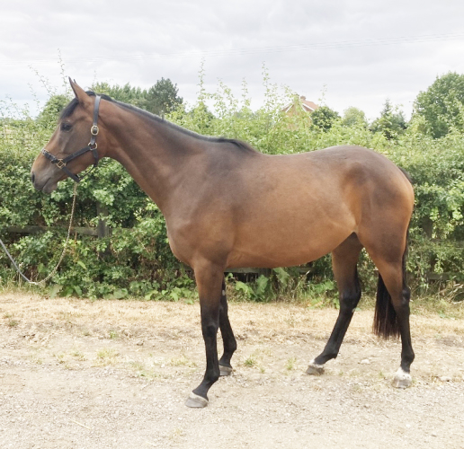 Unbroken GBB filly by Pethers Moon