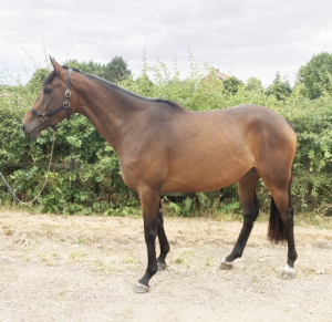 Unbroken GBB filly by Pethers Moon