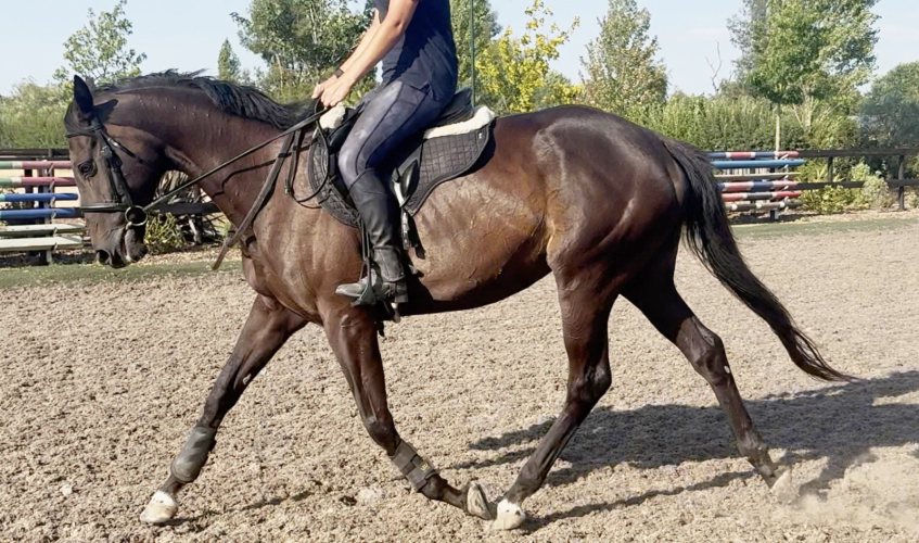 ROR eligible 6yr old mare