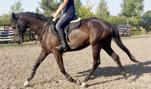 ROR eligible 6yr old mare 
