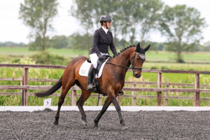 10yo Sports Horse Mare with perfect temperament