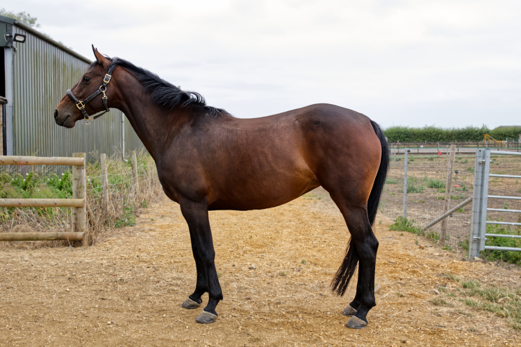 10yo Sports Horse Mare with perfect temperament