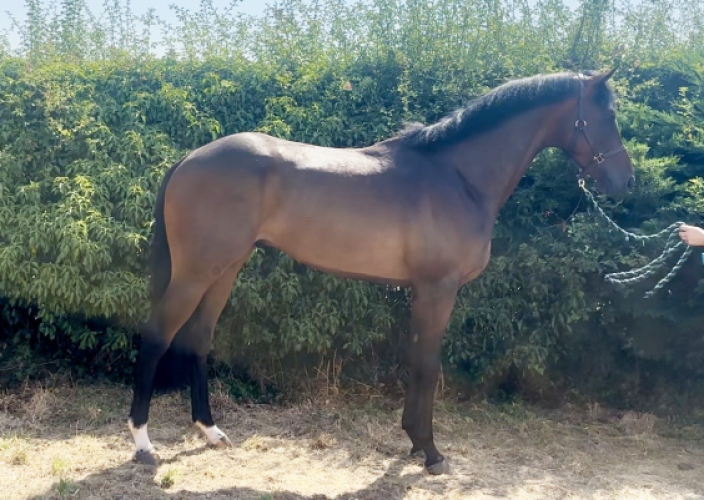 smart gelding