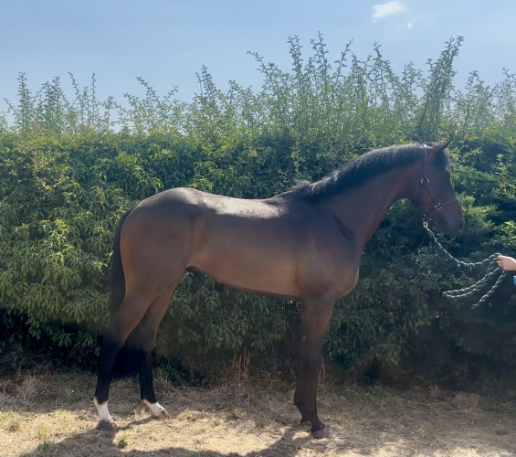 smart gelding