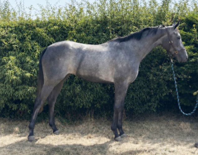 Stunning grey ROR ELIGBLE