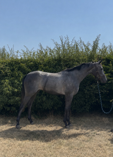Stunning grey ROR ELIGBLE