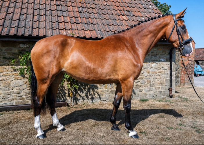 ELECTRA OF ASHES - STUNNING FUTURE EVENT / ALLROUNDER HORSE