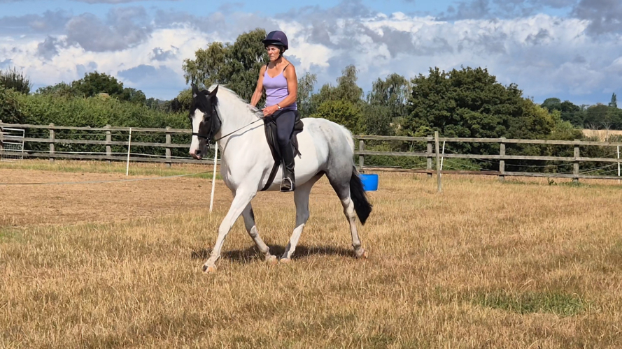 Eye catching coloured mare