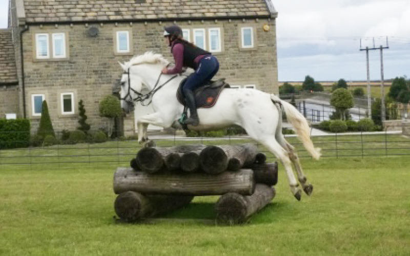 SIMPLY MR FUN 16hh alrounder
