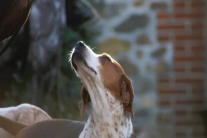 Seavington Hunt Kennelman and Kennel Hand wanted 