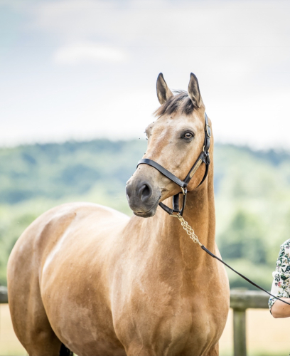 The Ultimate Bombproof Ladies Hunter