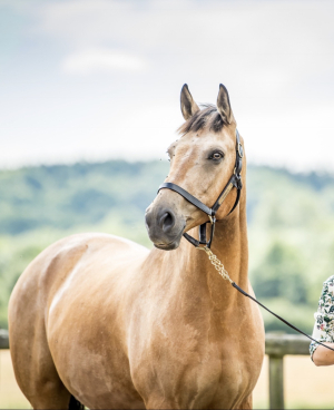 The Ultimate Bombproof Ladies Hunter 