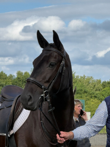Homebred Allrounder