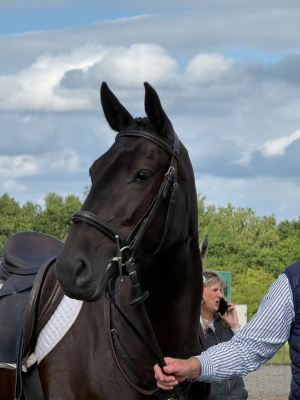 Homebred Allrounder