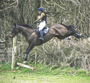 8 year old Tb Gelding
