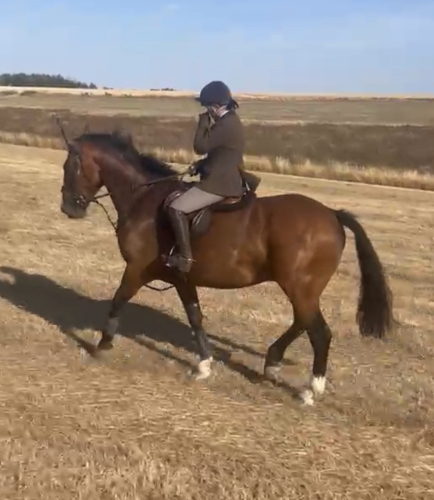 Huntsmans / Field Masters Horse