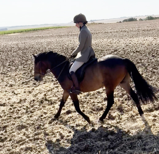 Super Allrounder / Hunting Pony