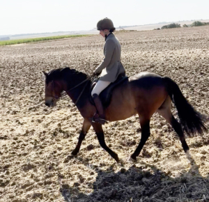 Super Allrounder / Hunting Pony