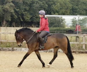Super Allrounder / Hunting Pony