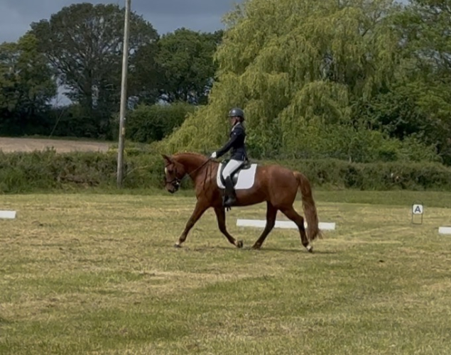 Stunning pony with huge potential