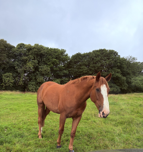 Wanted eventing school master