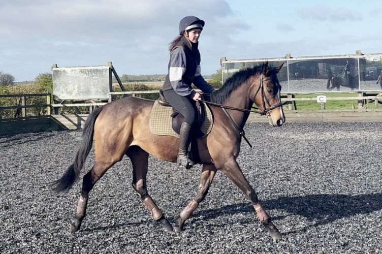 Stunning quality ROR eligible event/dressage prospect