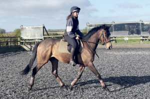 Stunning quality ROR eligible event/dressage prospect 