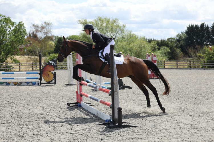 Super safe, fun horse to enjoy who is showing lots of potential
