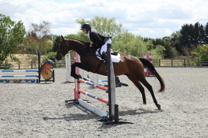 Super safe, fun horse to enjoy who is showing lots of potential