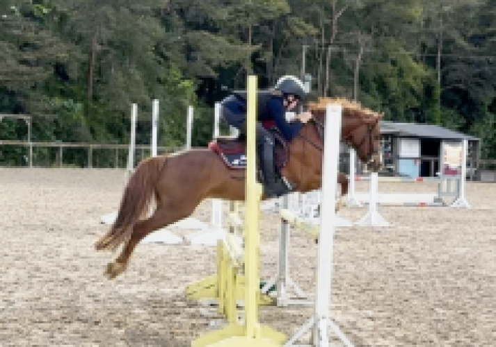127cm beautiful pony