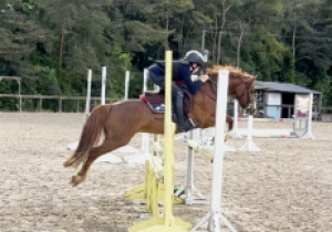 127cm beautiful pony
