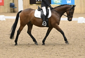 Beautiful dressage/allrounder 14.2hh pony