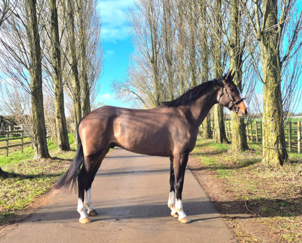 Extremely Talented And Exciting Young Gelding