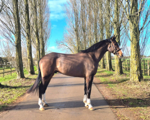 Extremely Talented And Exciting Young Gelding 