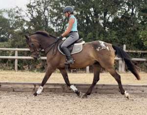 Stunning young sensible horse. 