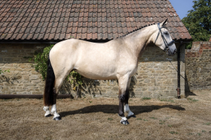 FAMILY FRIEND - Stunning Event / SJ / Show / Dressage / Allrounder Prospect