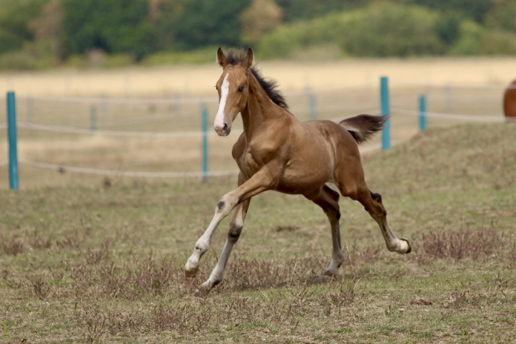 Flashy Buckskin Performance Bred Colt