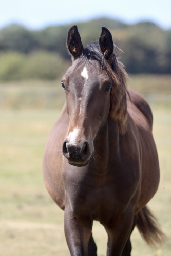 Quality Showjumping Bred Yearling Colt