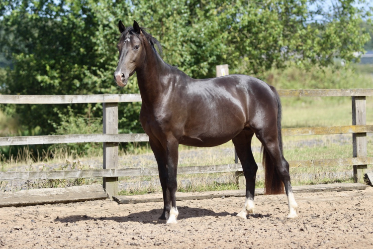 Exceptional Quality Sport Horse Stallion Prospect