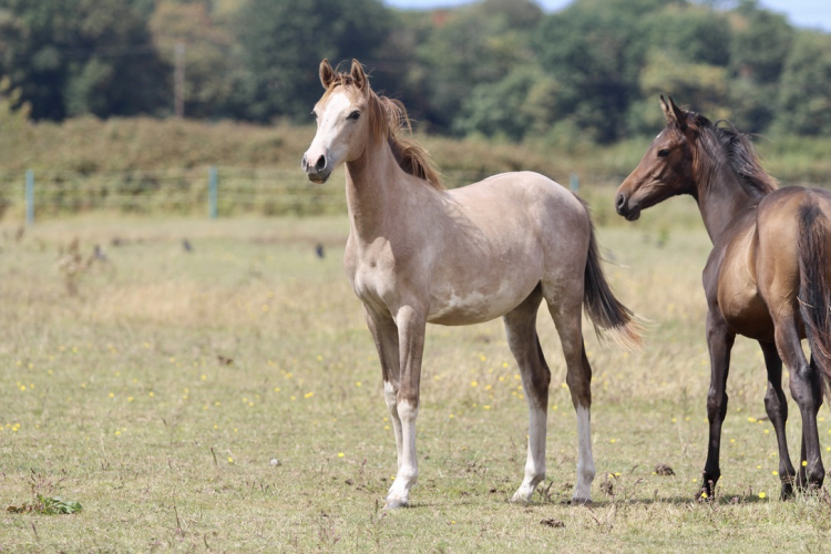 Flashy International Sport Prospect - Showjumping/Eventing