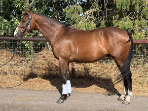 Exceptional 4-Year-Old Gelding – Excellent Event Prospect