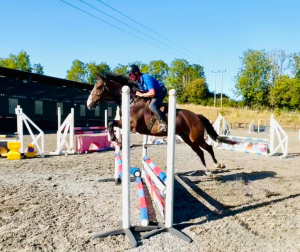 Exceptional 4-Year-Old Gelding – Excellent Event Prospect