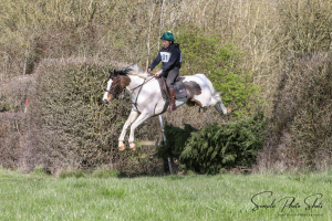 Quality skewbald gelding