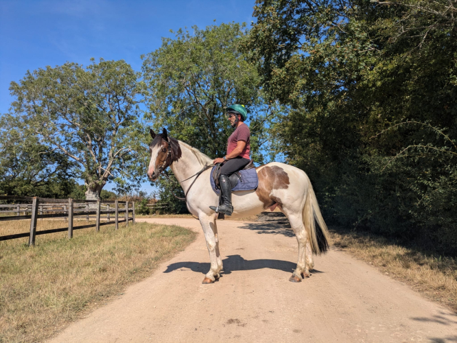 Quality skewbald gelding