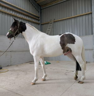 Quality skewbald gelding