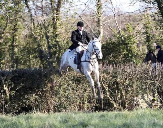 16.3hh Seasoned Hunter